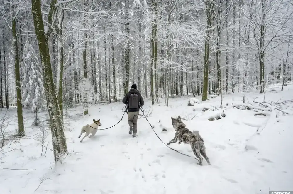 Walking on Trails In Snow